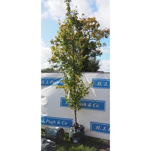 167A - Carpinus Betulus 10ft - 1