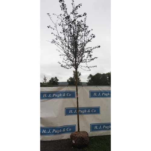 17 - Crataegus Pauls Scarlet Rootball 13ft - 1