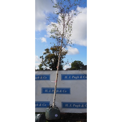 174 - Betula Pendula 17ft - 1