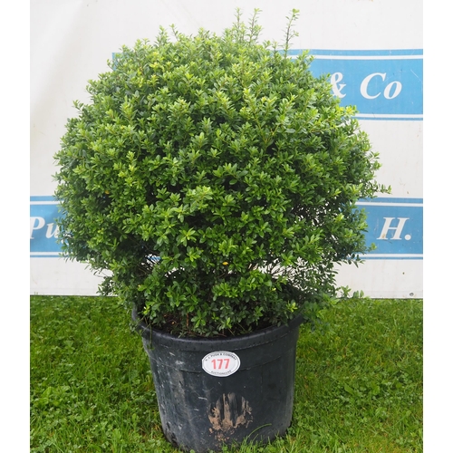 177 - Buxus ball 3ft - 1