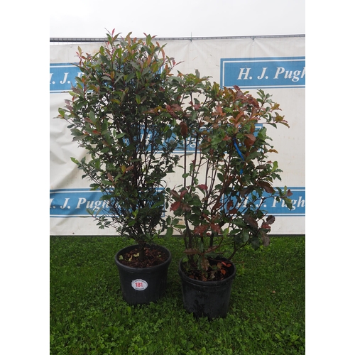 181 - Photinia Red Robin 4ft - 2