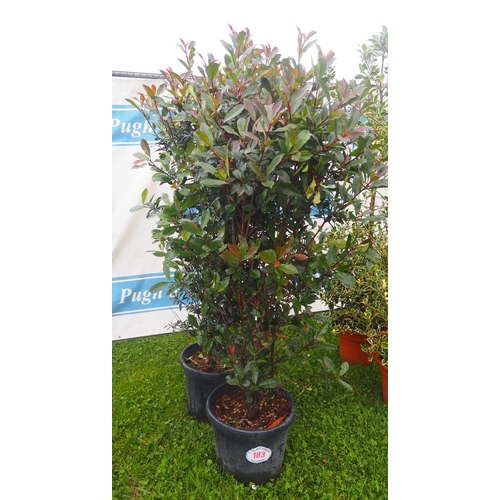 183 - Photinia Red Robin 5ft - 2