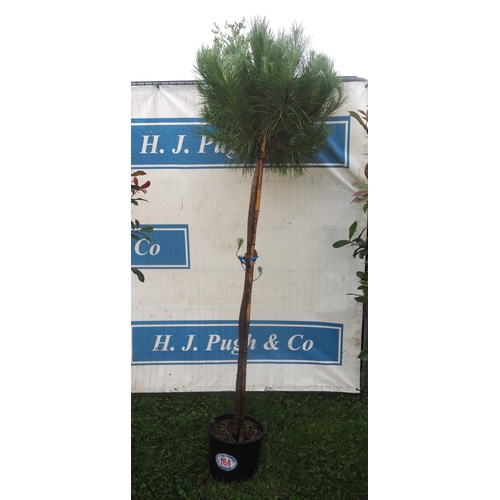 184 - Scots Pine 6ft - 1