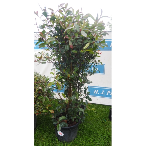 185 - Photinia Red Robin 5ft - 2