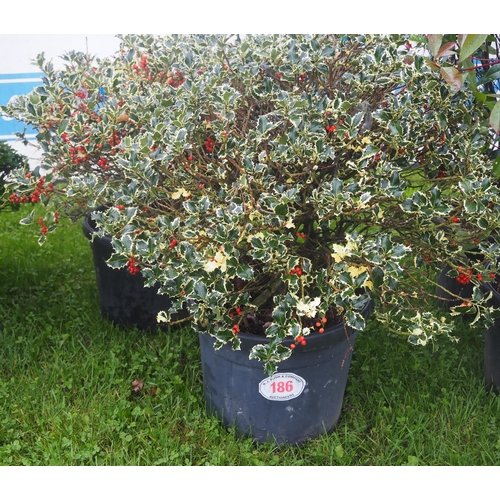 186 - Variegated Holly - 2