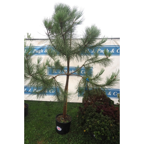 188 - Scots Pine 6ft - 1