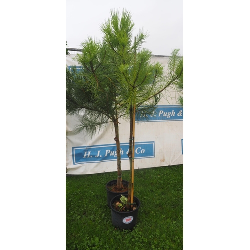 189 - Scots Pine 6ft - 2