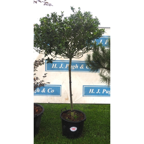 190 - Standard Holly 6ft - 1