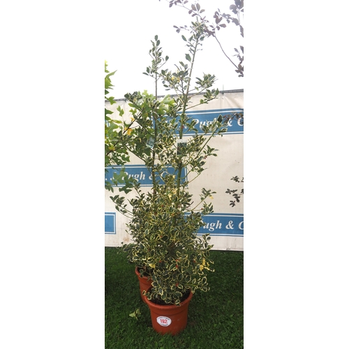 192 - Variegated Holly 6ft - 2