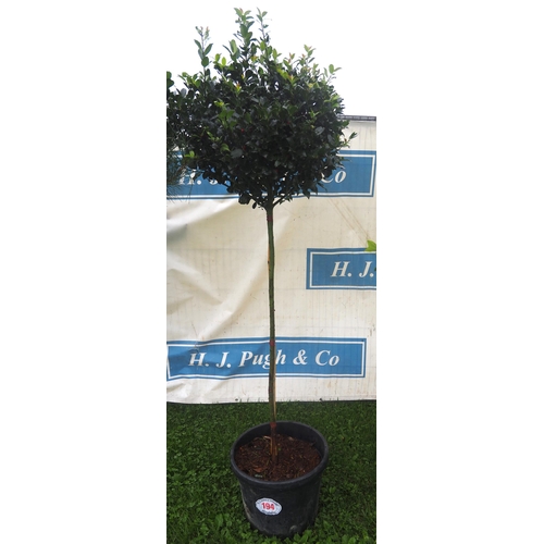 194 - Standard Holly 6ft - 1