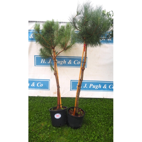 195 - Scots Pine 6ft - 2