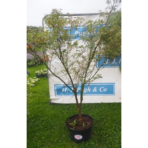 196 - Acer Palmatum 5ft - 1