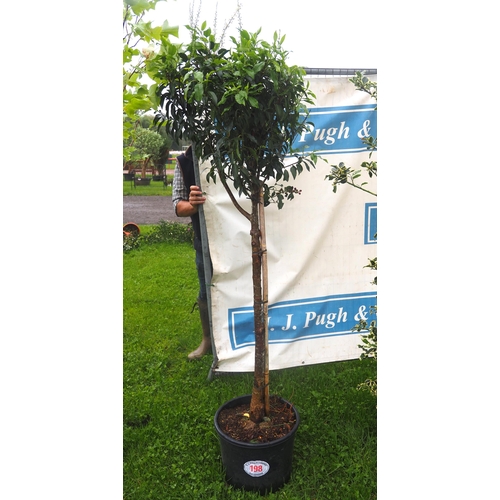 198 - Portuguese Laurel 6ft - 1