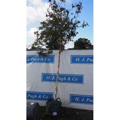 200 - Betula Fascination 11ft - 1