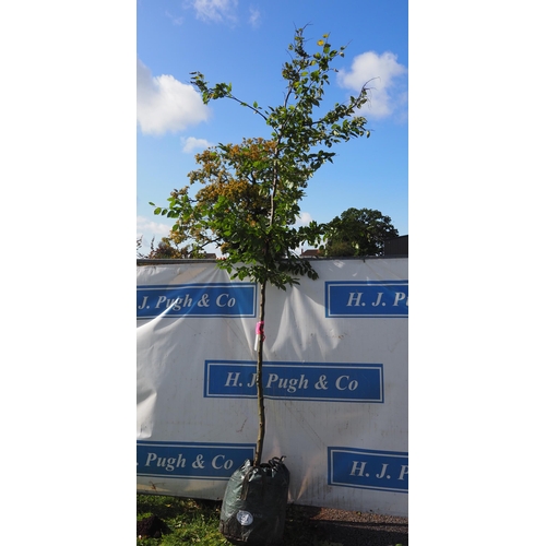 201A - Betula Fascination 11ft - 1