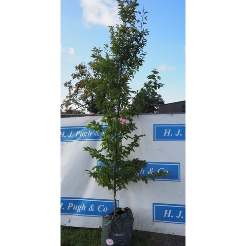 204 - Carpinus Betulus Fontaine 11ft - 1