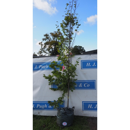 205 - Carpinus Betulus Fontaine 11ft - 1