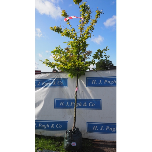 206 - Carpinus Betulus 11ft - 1