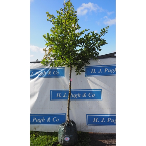 207 - Carpinus Betulus 10ft - 1