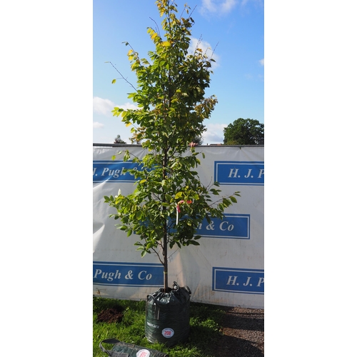 208 - Carpinus Betulus 10ft - 1