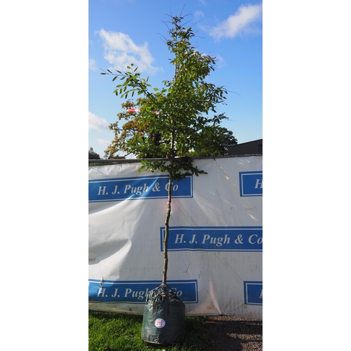 210 - Carpinus Betulus 11ft - 1