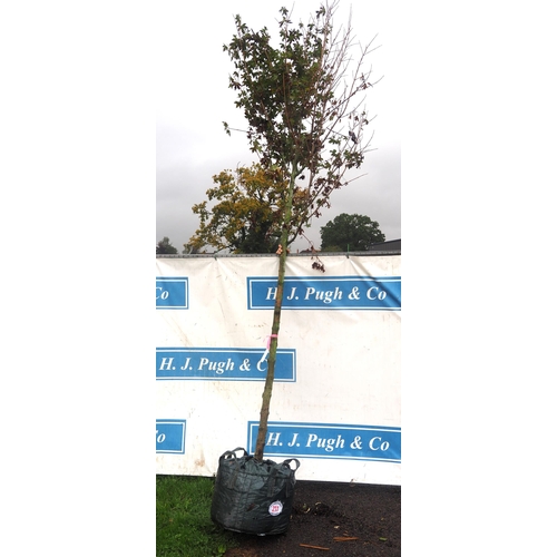 211 - Acer Campestre Elegant 13ft - 1