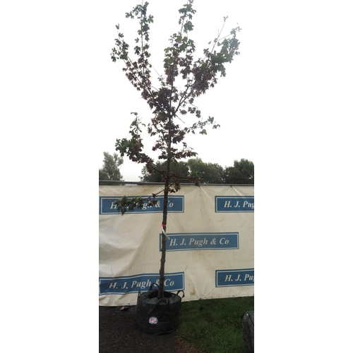 212 - Acer Campestre Elegant 12ft - 1