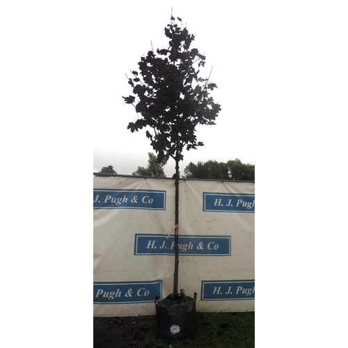 214 - Acer Crimson King 13ft - 1