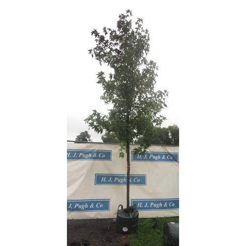 215 - Liquidambar 13ft - 1