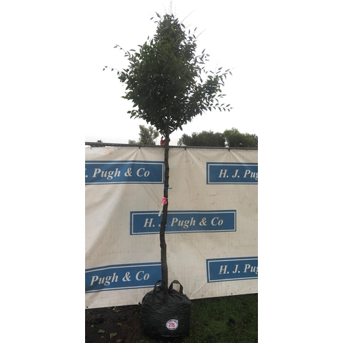 216 - Carpinus Betulus 11ft - 1