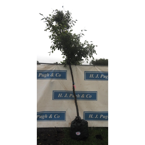 217 - Carpinus Betulus 11ft - 1