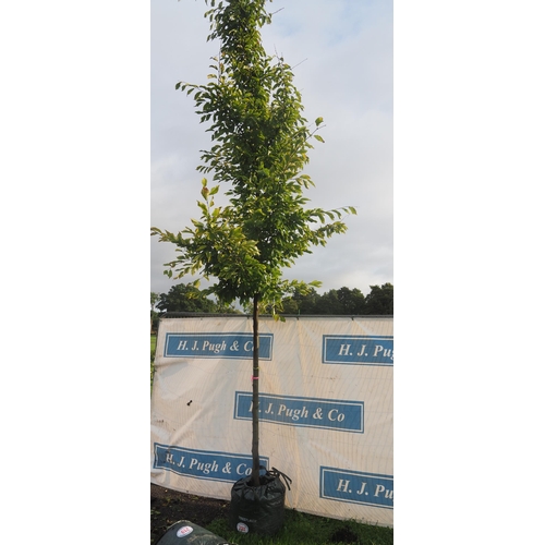 220 - Carpinus Betulus 14ft - 1