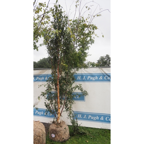 44 - Betula Fascination Rootball 9ft - 1