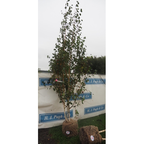 55 - Betula Utilis Jacquemontii Rootball 12ft - 1