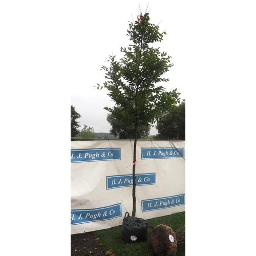 57 - Carpinus Betulus 13ft - 1