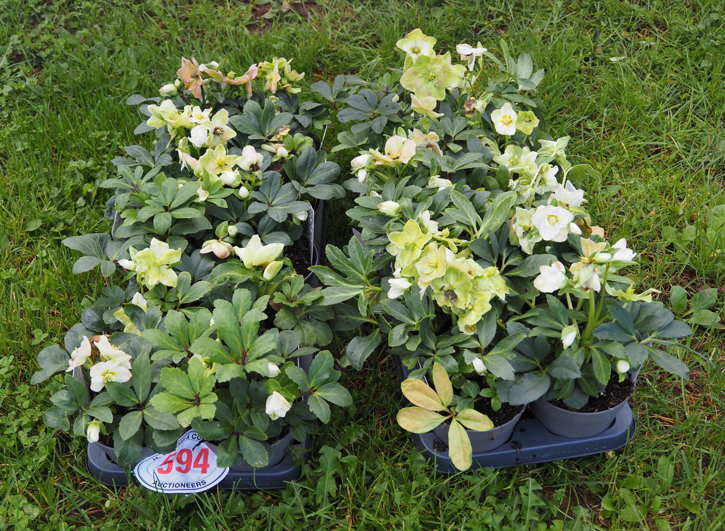 Helleborus - 20