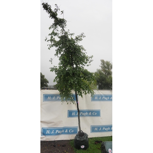 61 - Carpinus Betulus 13ft - 1