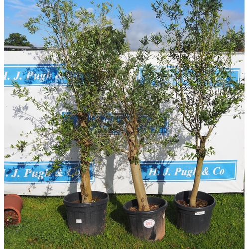 652 - Standard olive trees 6ft - 3