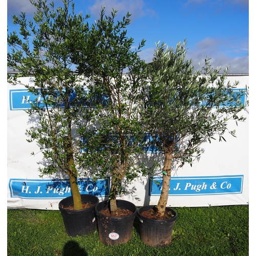 657 - Standard olive trees 6ft - 3