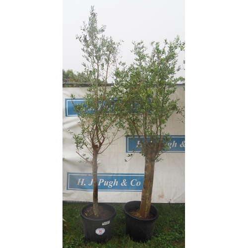 74 - Standard olive trees - 2