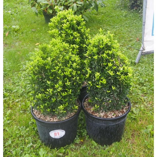 81 - Euonymus Jean Hughes - 3