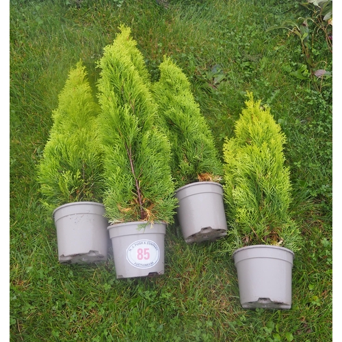 85 - Thuja Golden Smaragd - 5