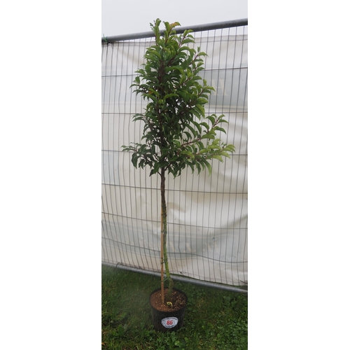 86 - Portuguese Laurel 5ft - 1