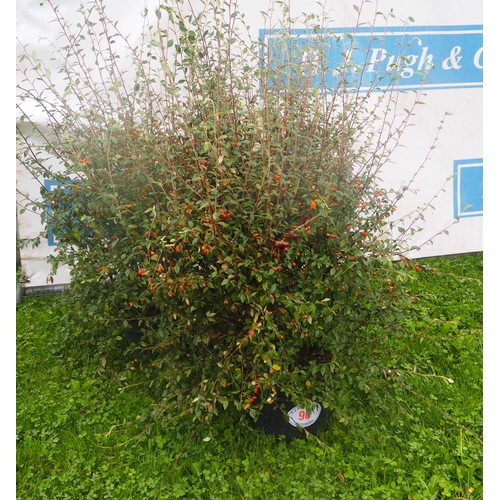 90 - Cotoneaster Franchetii - 3