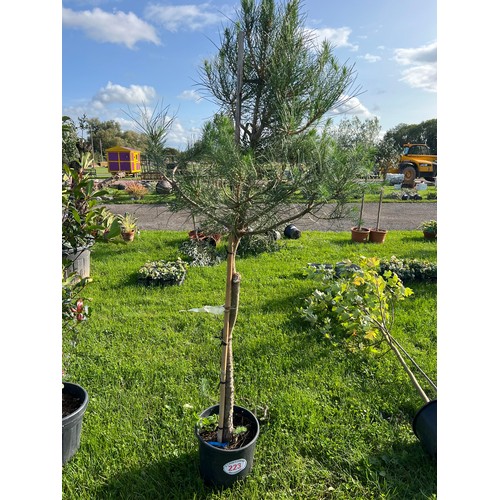 223 - Scots Pine 5ft - 1