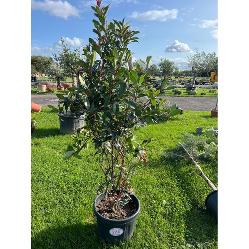 224 - Portuguese Laurel 5ft - 1