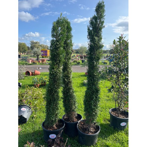 225 - Italian cypress 7ft - 3