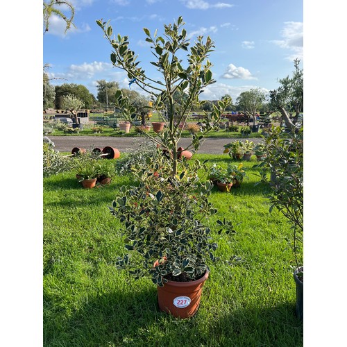 227 - Variegated Holly 4ft - 1