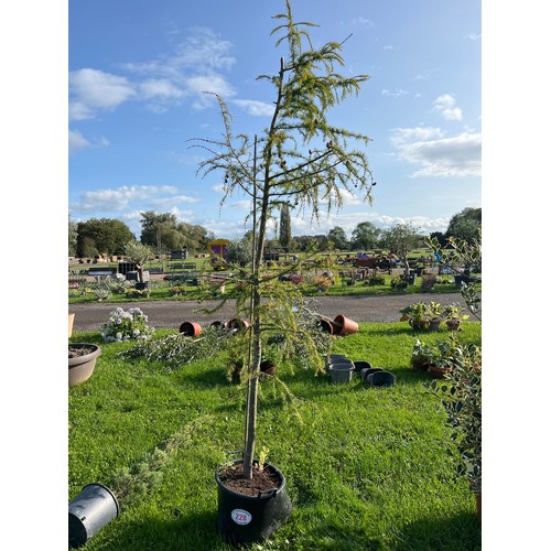 228 - European Larch 9ft - 1