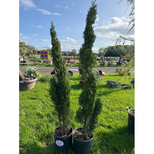 229 - Italian Cypress 5ft - 2